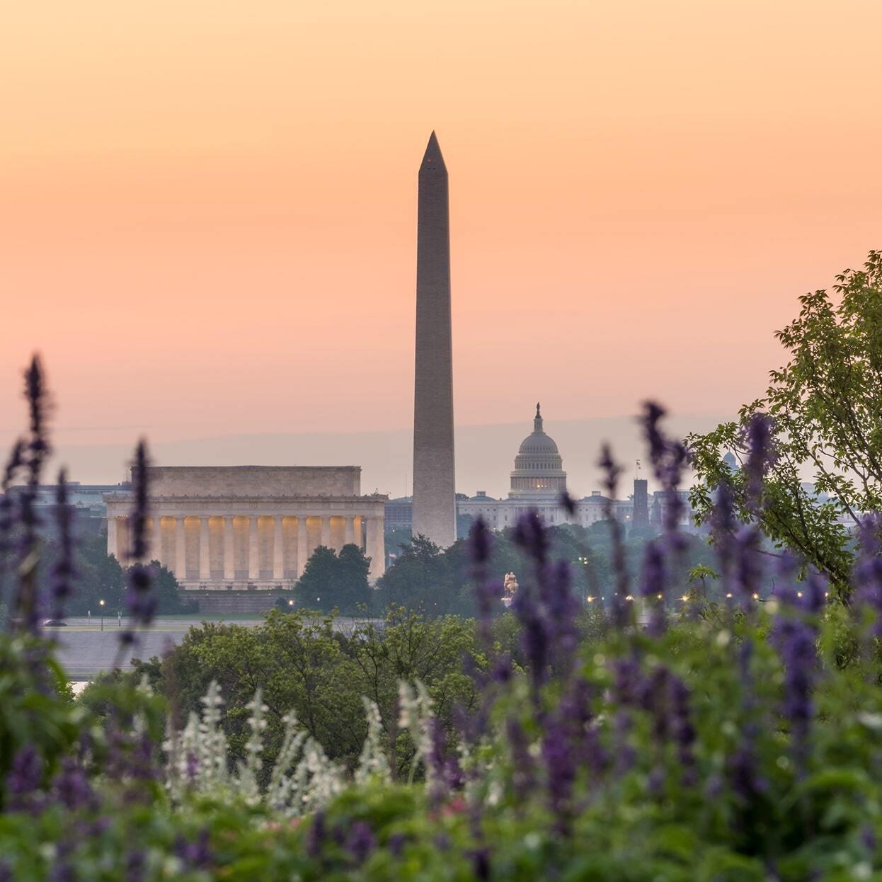 Sunrise view of the Washington Monument and U.S. Capitol framed by flowers and greenery in Washington, D.C.